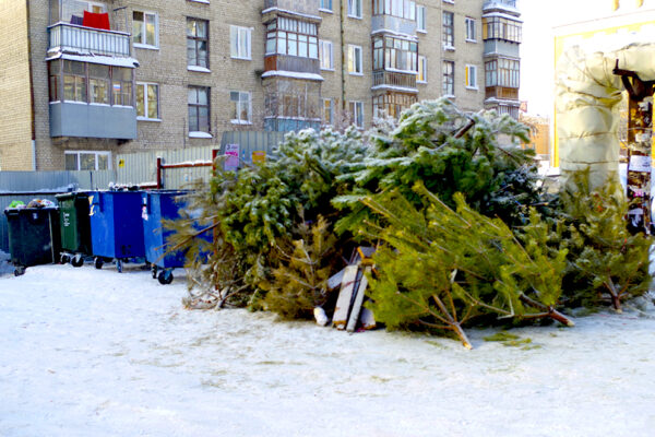 В Таганроге можно “сдать” новогоднюю ёлку